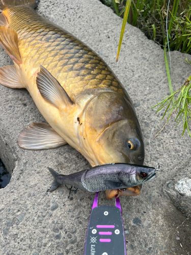 コイの釣果