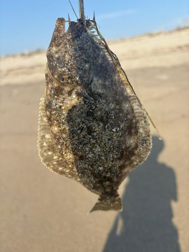 ソゲの釣果