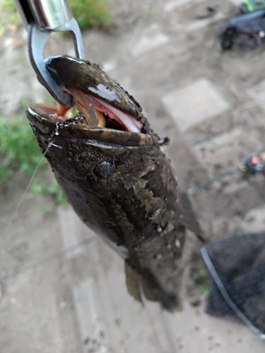 ライギョの釣果