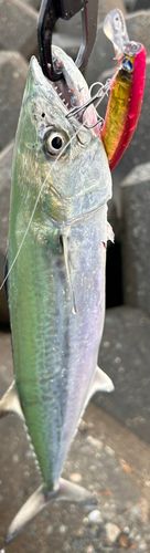 サゴシの釣果