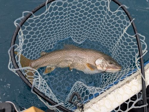 レイクトラウト