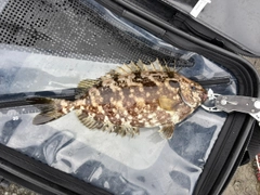 アイゴの釣果