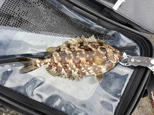 アイゴの釣果