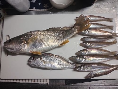 シロギスの釣果