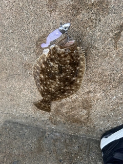 ヒラメの釣果