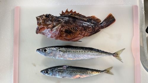 サバの釣果