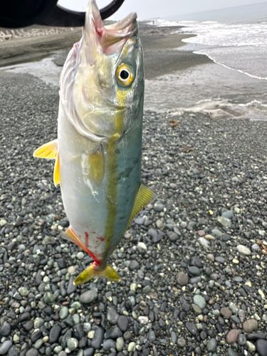 ワカシの釣果