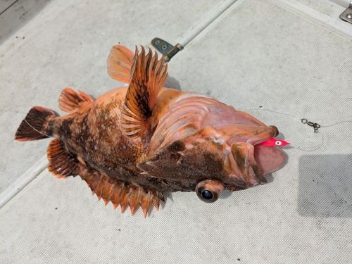 ウッカリカサゴの釣果