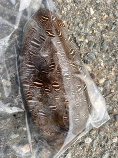 モンゴウイカの釣果