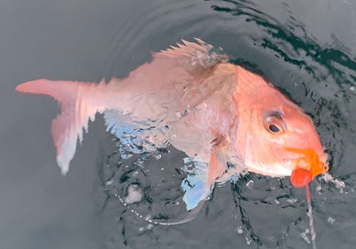 マダイの釣果