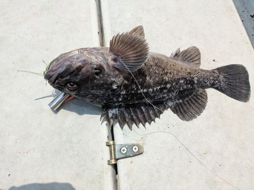 クロソイの釣果