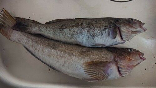 アブラコの釣果