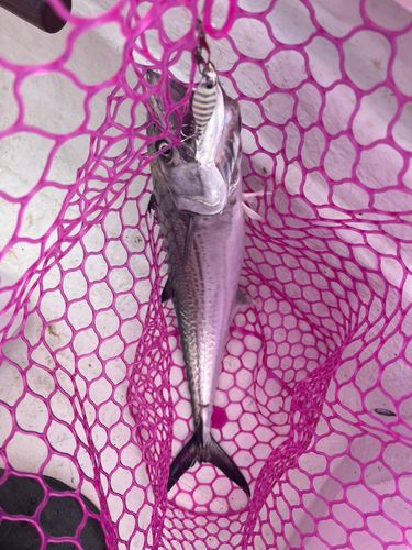 サワラの釣果