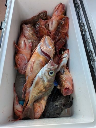 ウスメバルの釣果