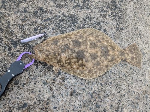 ヒラメの釣果
