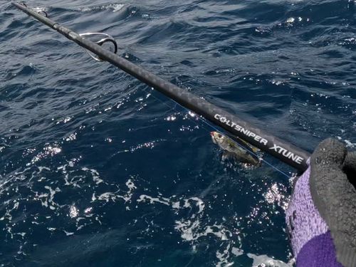 キハダマグロの釣果