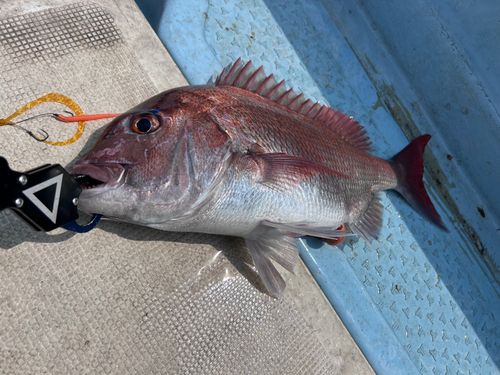 マダイの釣果