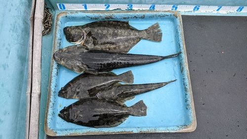 マゴチの釣果