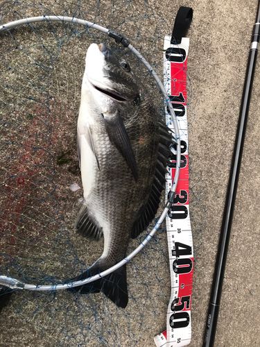 チヌの釣果