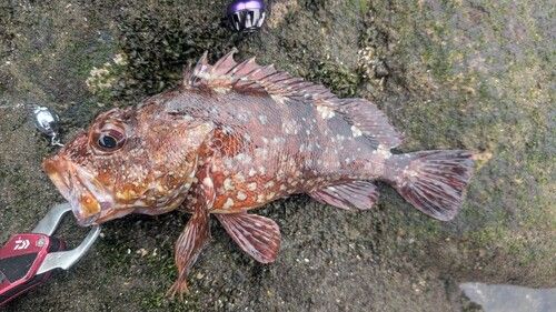 カサゴの釣果