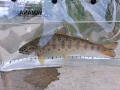 ヤマメの釣果