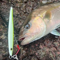 ヒレナガカンパチ