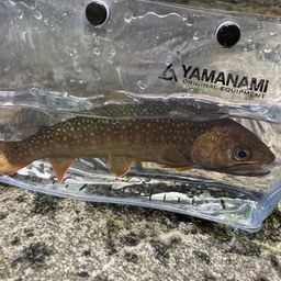 ヤマメ