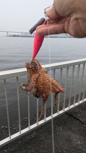 タコの釣果