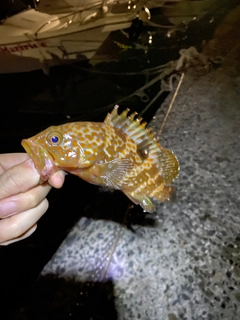 キジハタの釣果