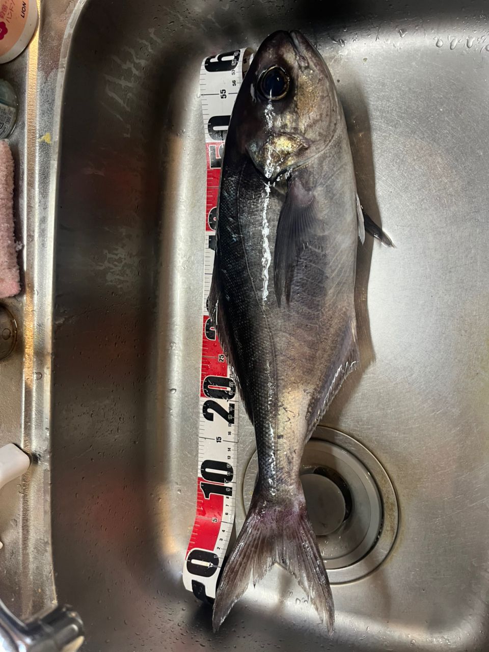 ＳＳＫさんさんの釣果 1枚目の画像