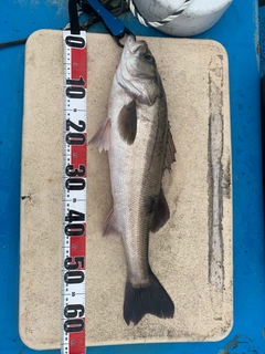 スズキの釣果