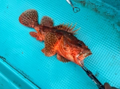 マゴチの釣果