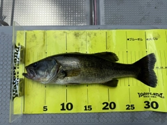 ラージマウスバスの釣果