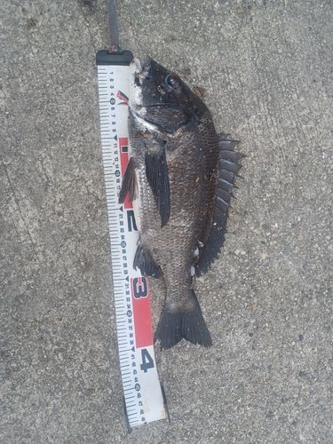 クロダイの釣果