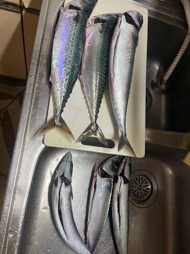 サバの釣果