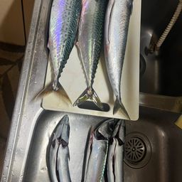 サバ