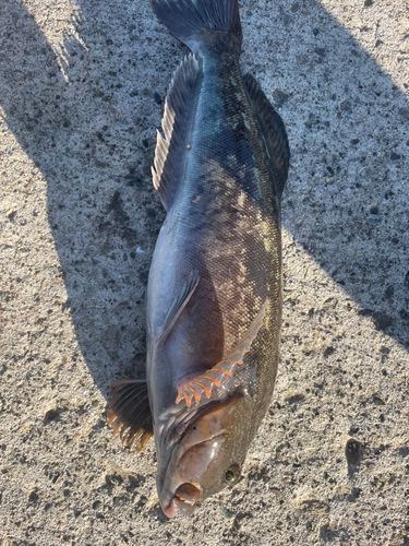 アイナメの釣果