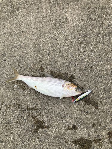 コノシロの釣果