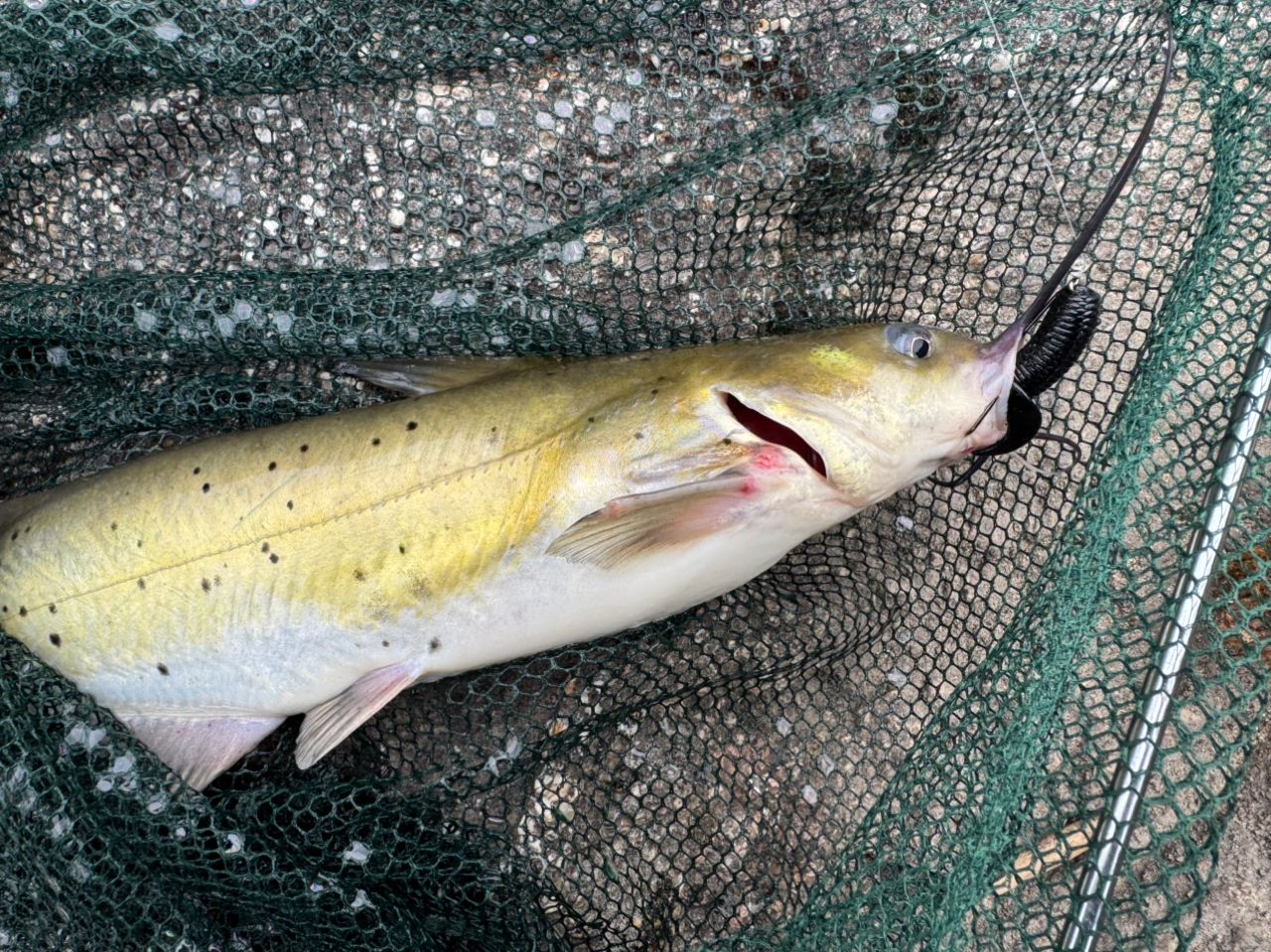 アメリカナマズ