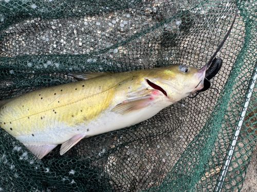 アメリカナマズの釣果