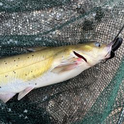 アメリカナマズ