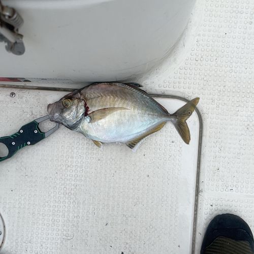 カイワリの釣果