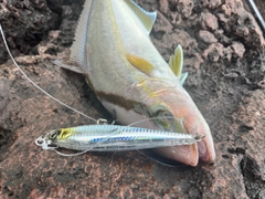 カンパチの釣果