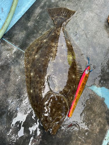 ヒラメの釣果