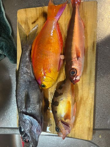 クロムツの釣果