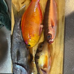 クロムツ