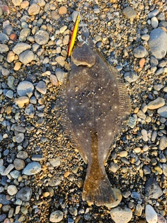 ソゲの釣果