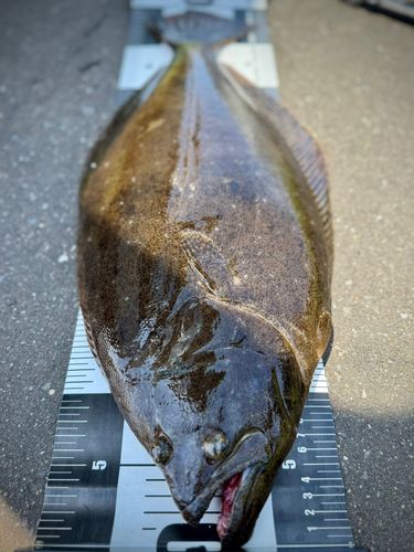 ヒラメの釣果