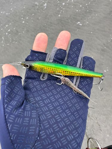ハゼの釣果