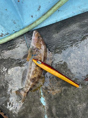 アイナメの釣果